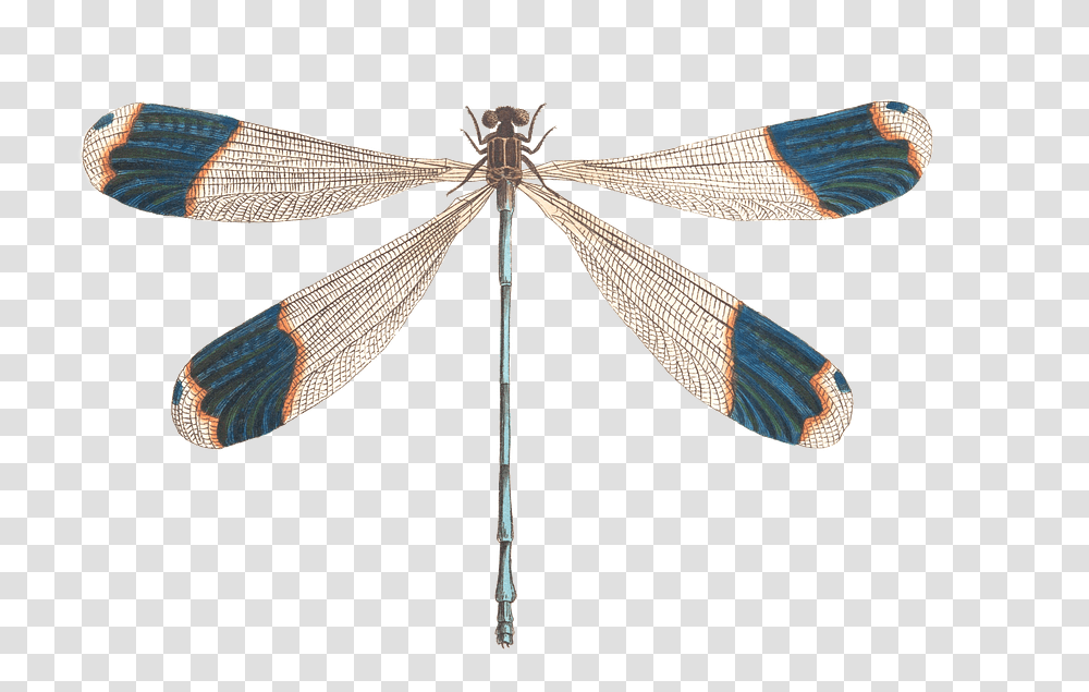 Know The Ones Who Love Us Will Miss Us, Insect, Invertebrate, Animal, Dragonfly Transparent Png