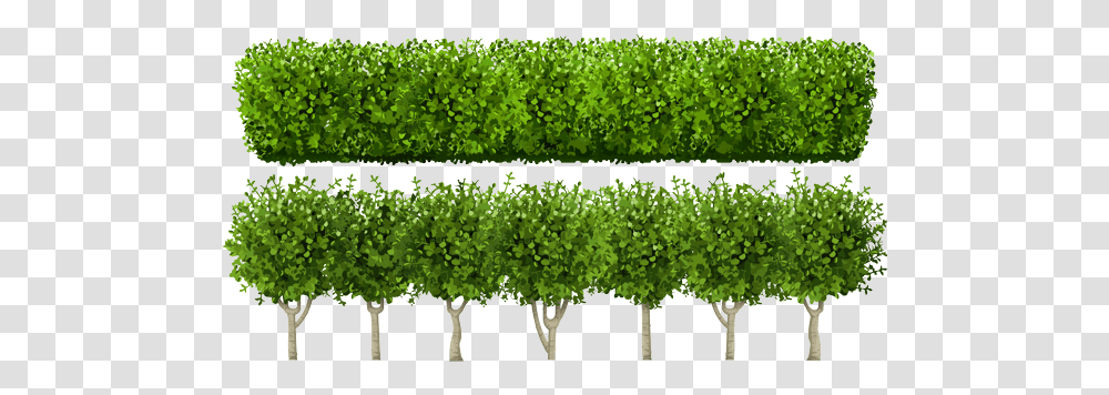Know Your Plants Choose The Right Trees And Shrubs East Hedges Vector, Bush, Vegetation, Fence, Green Transparent Png