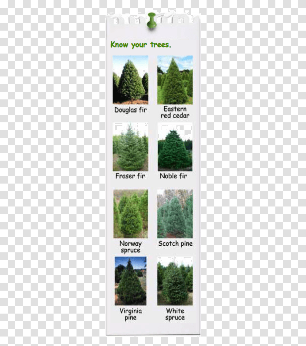 Know Your Trees Eastern Red Cedar Tree, Plant, Pine, Conifer, Fir Transparent Png