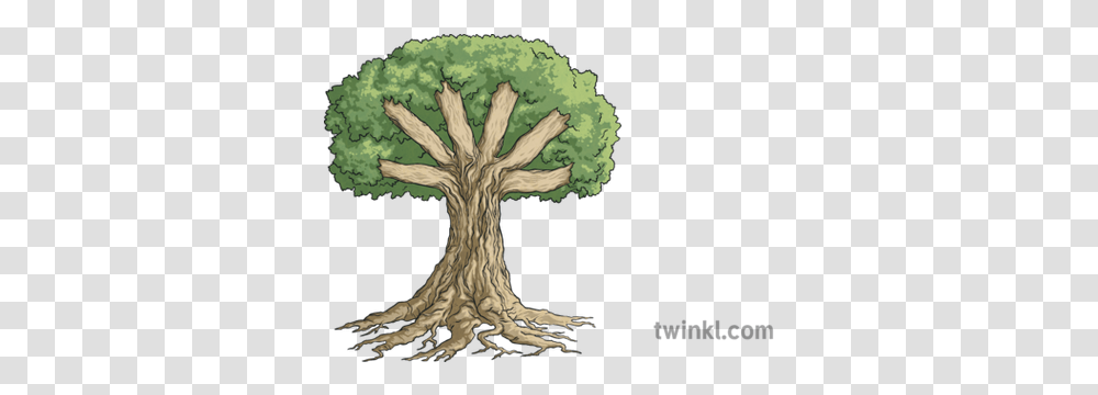 Knowledge Tree Roots Trunk And Branches Display Nature Plant Oak, Tree Trunk, Cross, Symbol Transparent Png