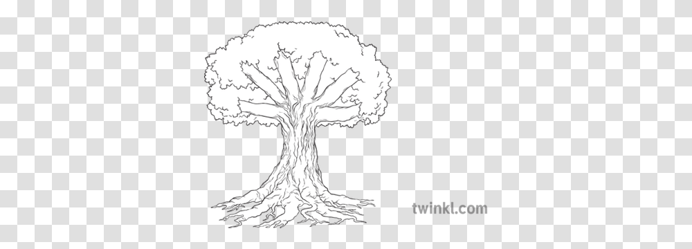 Knowledge Tree Roots Trunk And Branches Display Nature Plant Sketch, Flower, Blossom Transparent Png