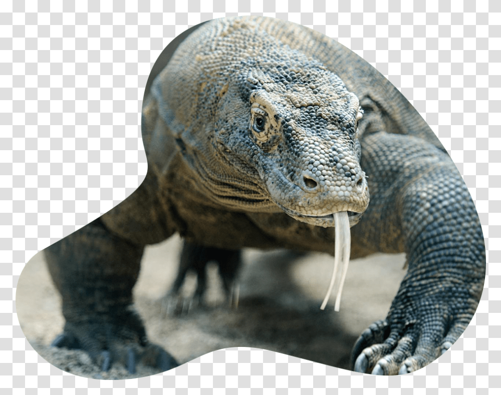 Knoxville Zoo Komodo Dragon, Dinosaur, Reptile, Animal, Elephant Transparent Png