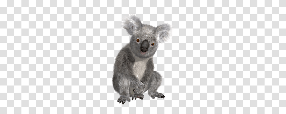 Koala Nature, Mammal, Animal, Bear Transparent Png