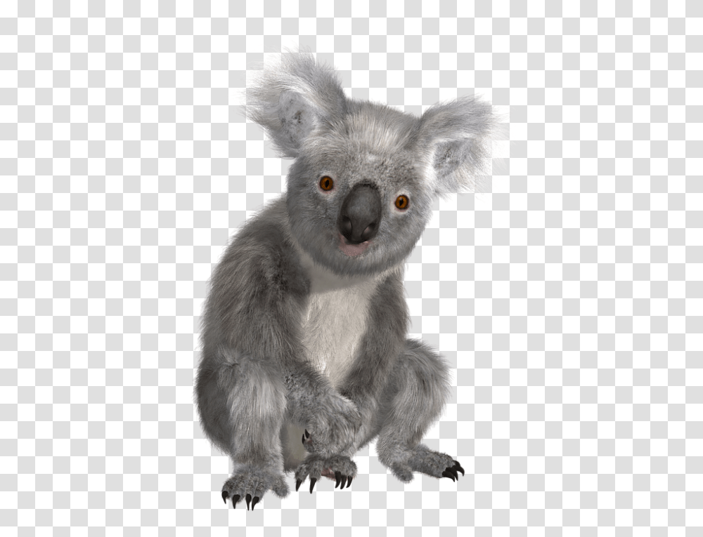 Koala, Animals, Mammal, Wildlife, Bear Transparent Png