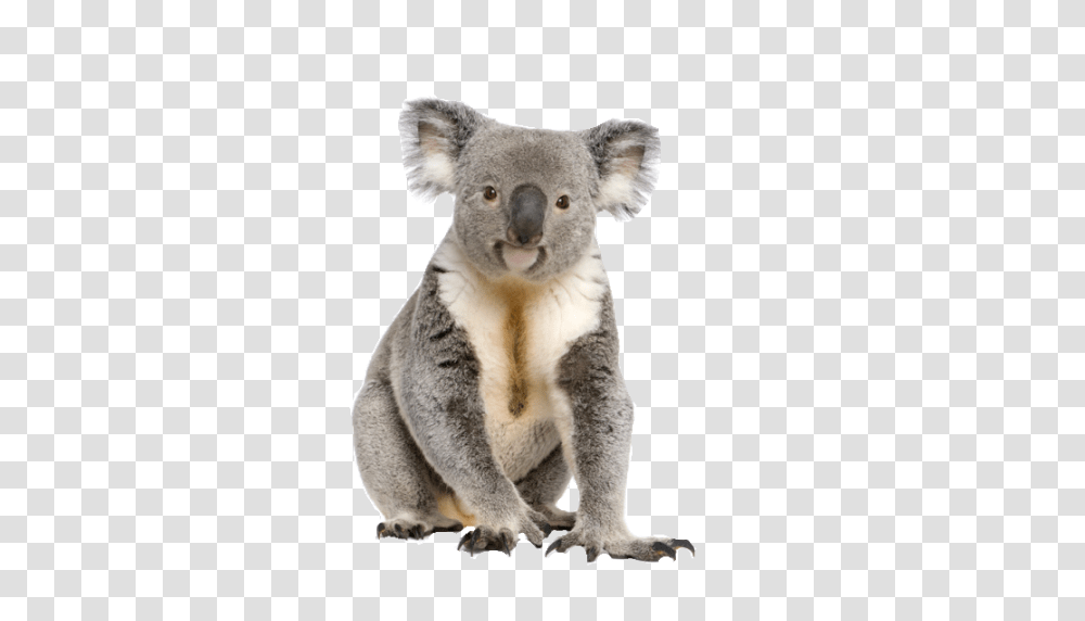 Koala, Animals, Mammal, Wildlife, Bear Transparent Png