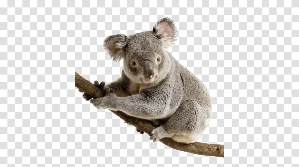 Koala, Animals, Mammal, Wildlife, Bear Transparent Png