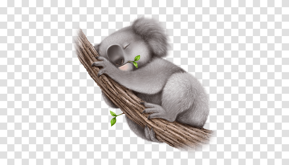 Koala, Animals, Mammal, Wildlife, Bird Transparent Png