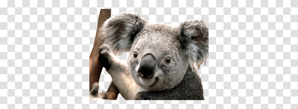 Koala, Animals, Mammal, Wildlife, Pig Transparent Png