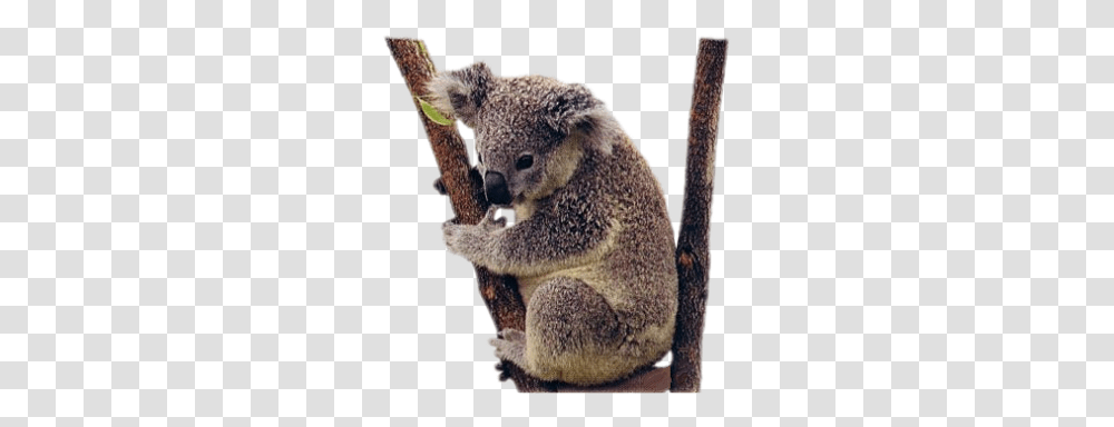 Koala, Animals, Mammal, Wildlife, Toy Transparent Png