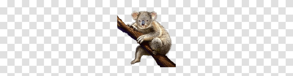 Koala, Animals, Mammal, Wildlife, Toy Transparent Png