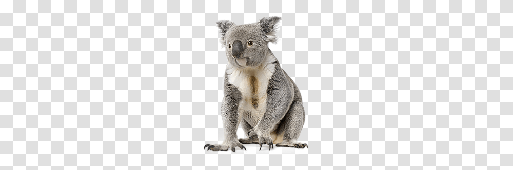 Koala, Animals, Mammal, Wildlife Transparent Png