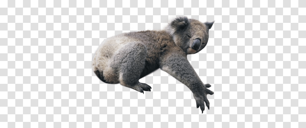 Koala, Animals, Wildlife, Mammal, Bear Transparent Png