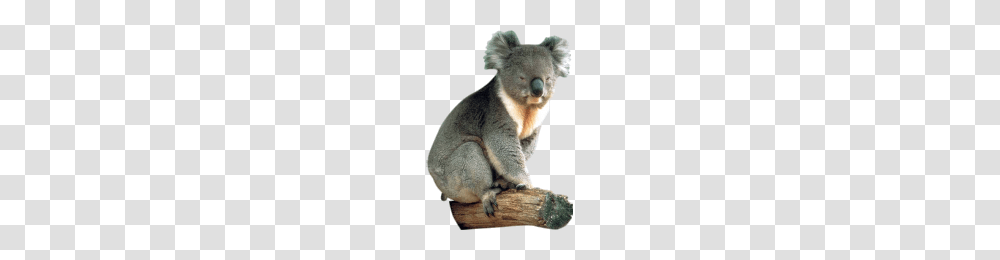 Koala, Animals, Wildlife, Mammal Transparent Png