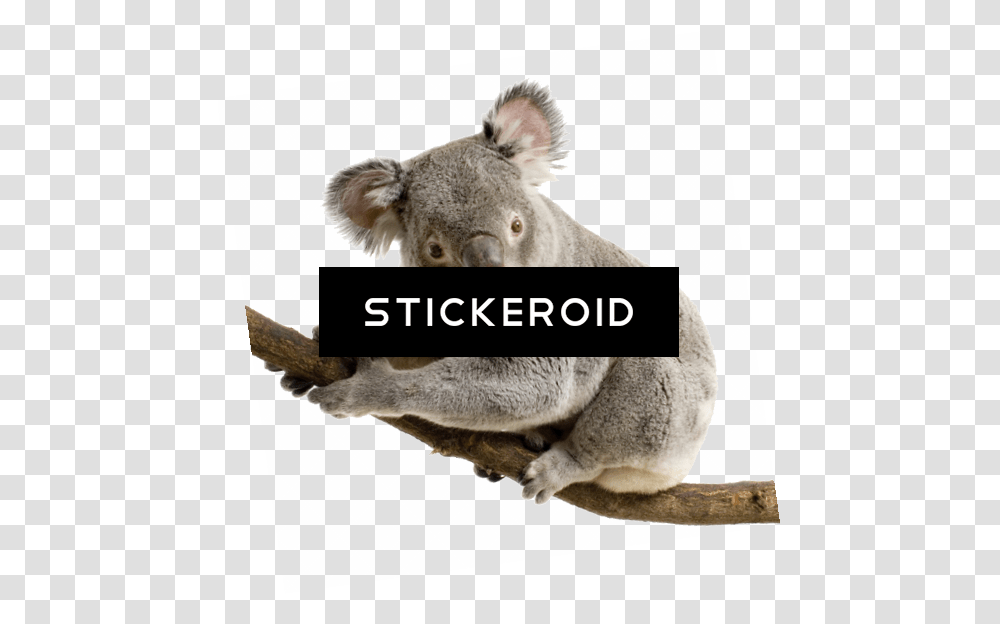 Koala Background Download Koala White Background, Mammal, Animal, Wildlife Transparent Png