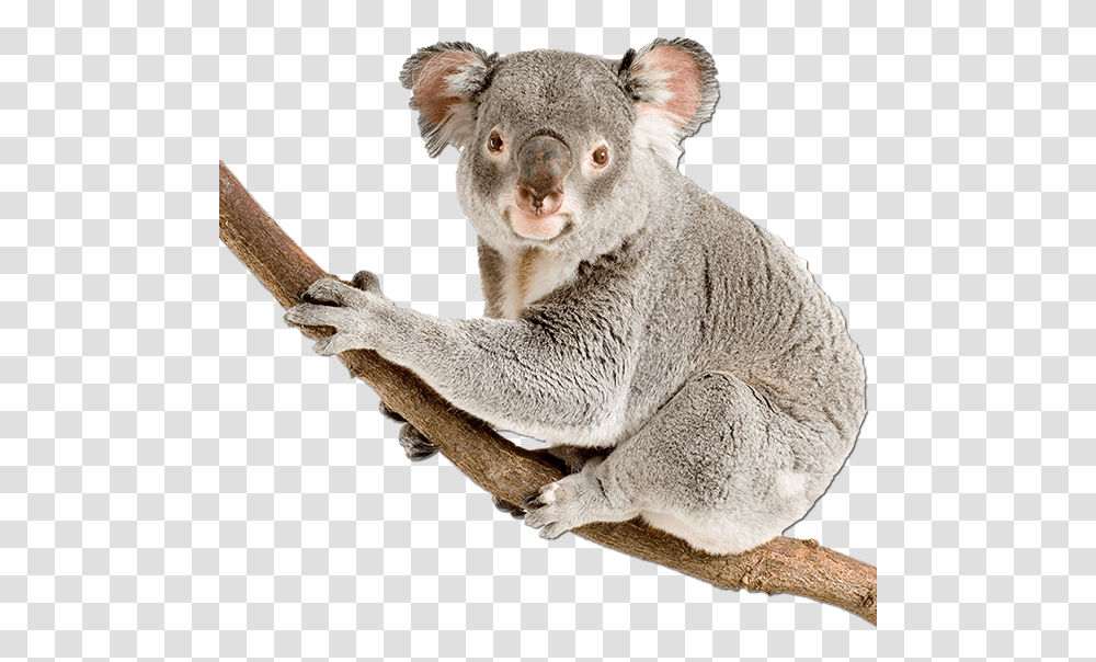 Koala Bear Happy Birthday Download, Mammal, Animal, Wildlife Transparent Png