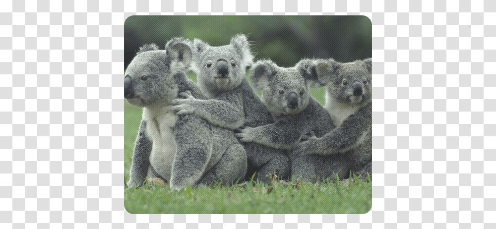Koala Bear Rectangle Mousepad Koala High On Eucalyptus, Wildlife, Mammal, Animal Transparent Png