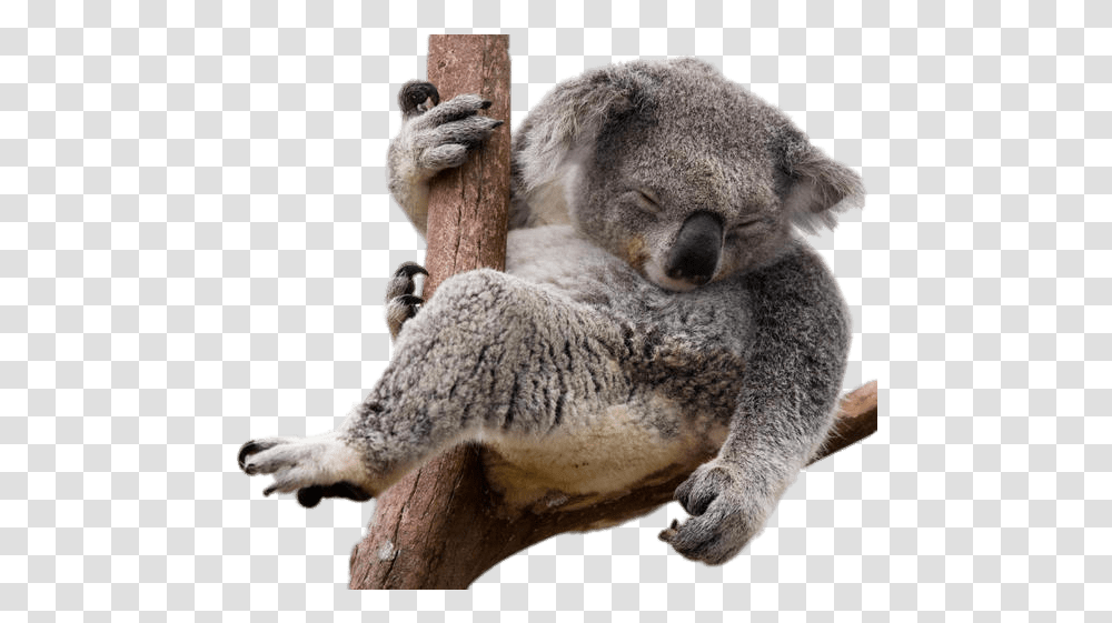 Koala Bear Sloth Koala, Wildlife, Animal, Mammal, Sheep Transparent Png