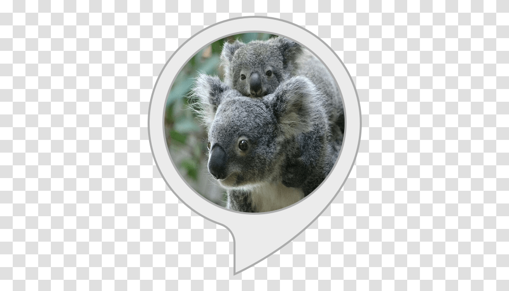 Koala Facts Body Soul And Spirit, Mammal, Animal, Wildlife Transparent Png
