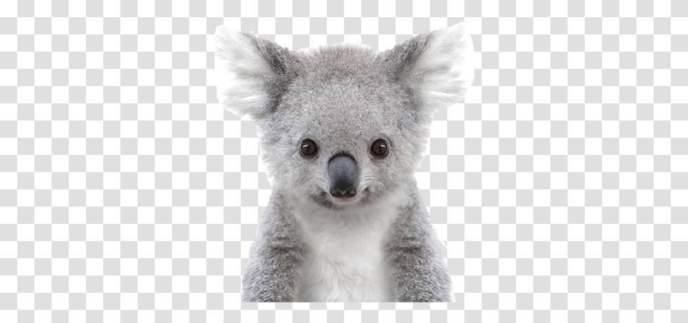 Koala Free Pic Baby Koala Black And White, Mammal, Animal, Wildlife Transparent Png
