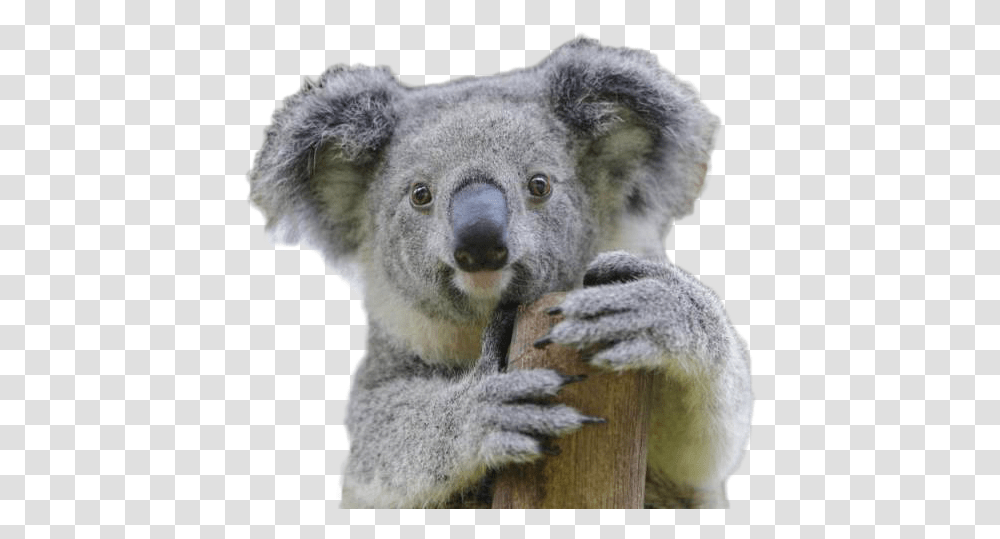 Koala Image Ausgestorben Koala, Mammal, Animal, Wildlife, Bear Transparent Png