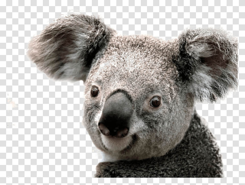Koala Image Background Background Koala, Mammal, Animal, Wildlife, Bear Transparent Png