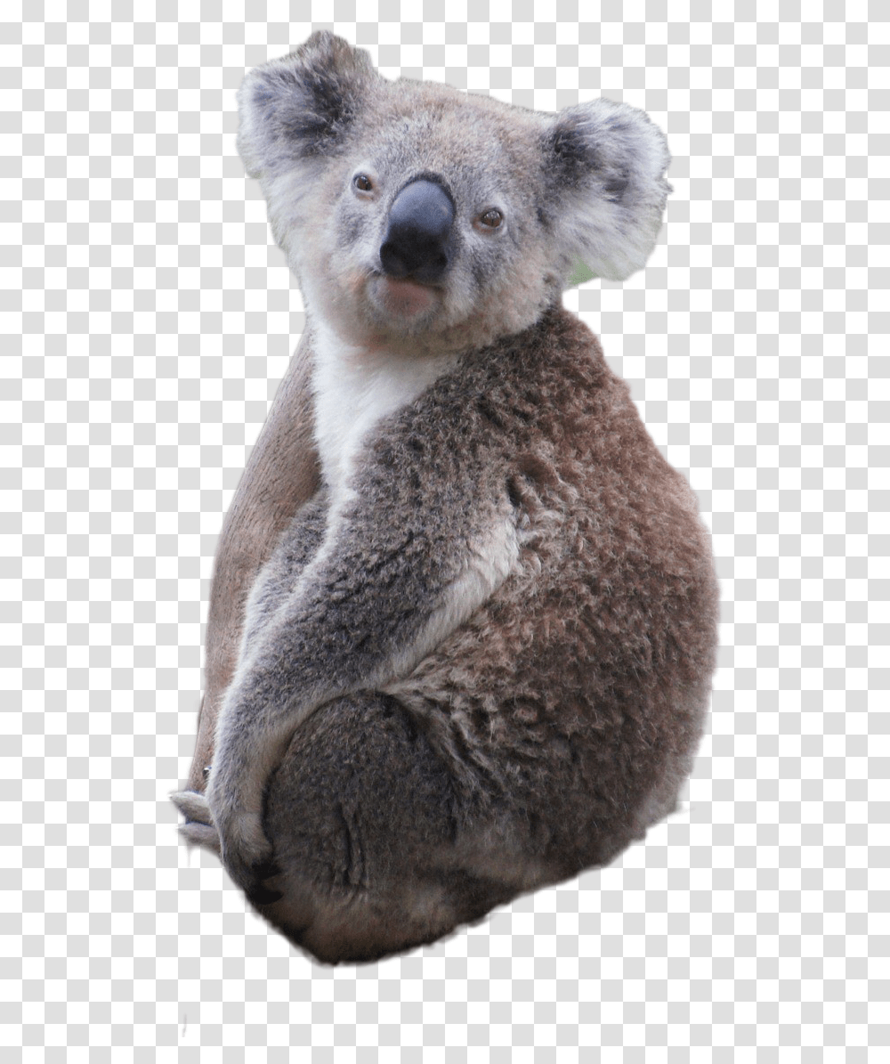 Koala Images, Wildlife, Mammal, Animal, Bear Transparent Png