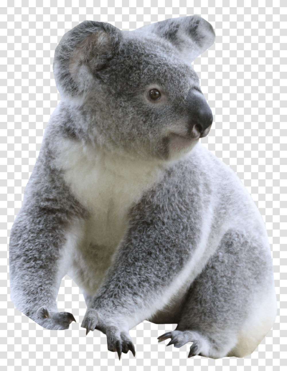 Koala Transparent Png