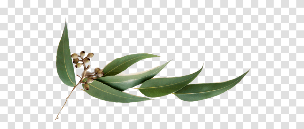 Koalas, Leaf, Plant, Aloe, Herbal Transparent Png