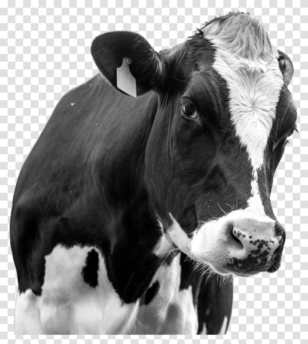 Koeien Witte Achtergrond, Cow, Cattle, Mammal, Animal Transparent Png