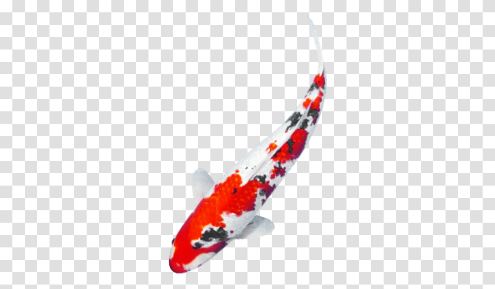 Koi Carp A Beautiful Colored Fish To Fish In Water, Animal Transparent Png