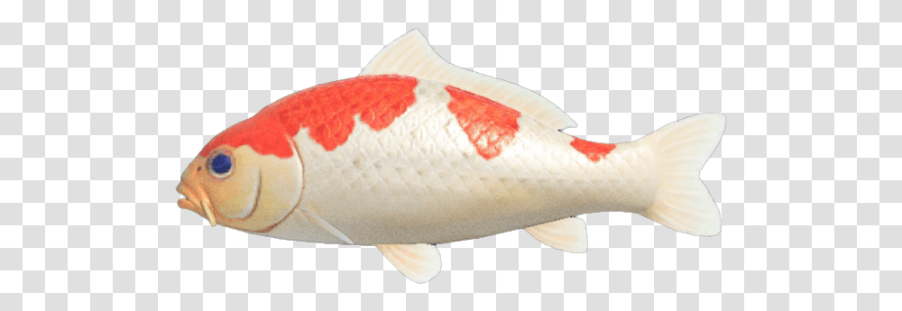 Koi Carpe Koi Animal Crossing New Horizon, Fish Transparent Png