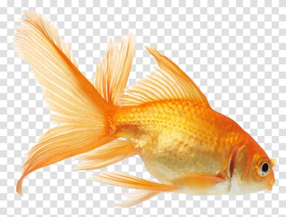 Koi, Fish, Animal, Goldfish, Bird Transparent Png