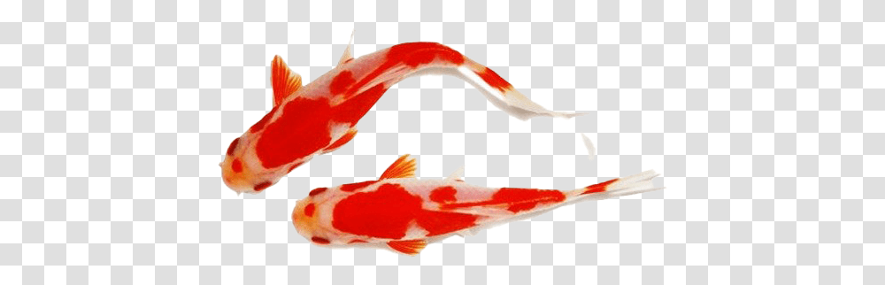 Koi Fish Background Koi, Animal, Bird, Carp, Goldfish Transparent Png