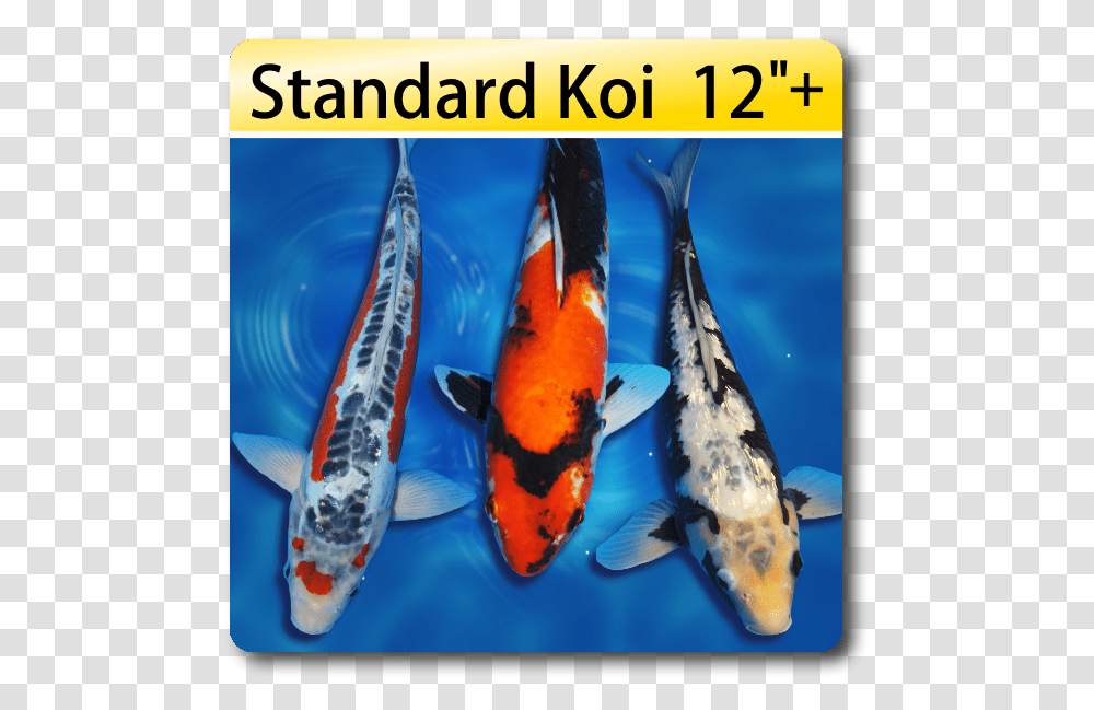 Koi Fish, Carp, Animal, Bird Transparent Png