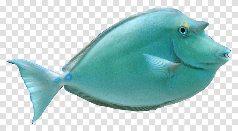 Koi Fish Clipart Croy Realistic Ocean Fish Clipart, Surgeonfish, Sea Life, Animal, Angelfish Transparent Png