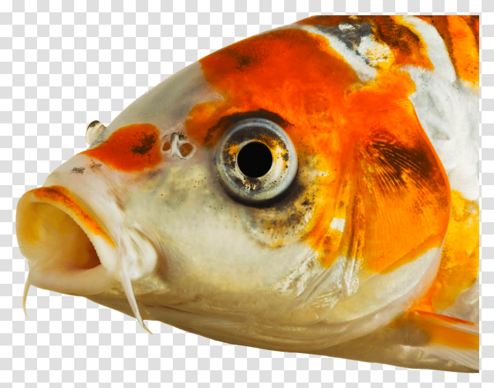 Koi Fish Eyes Download Eyes Of Koi Fish, Animal Transparent Png