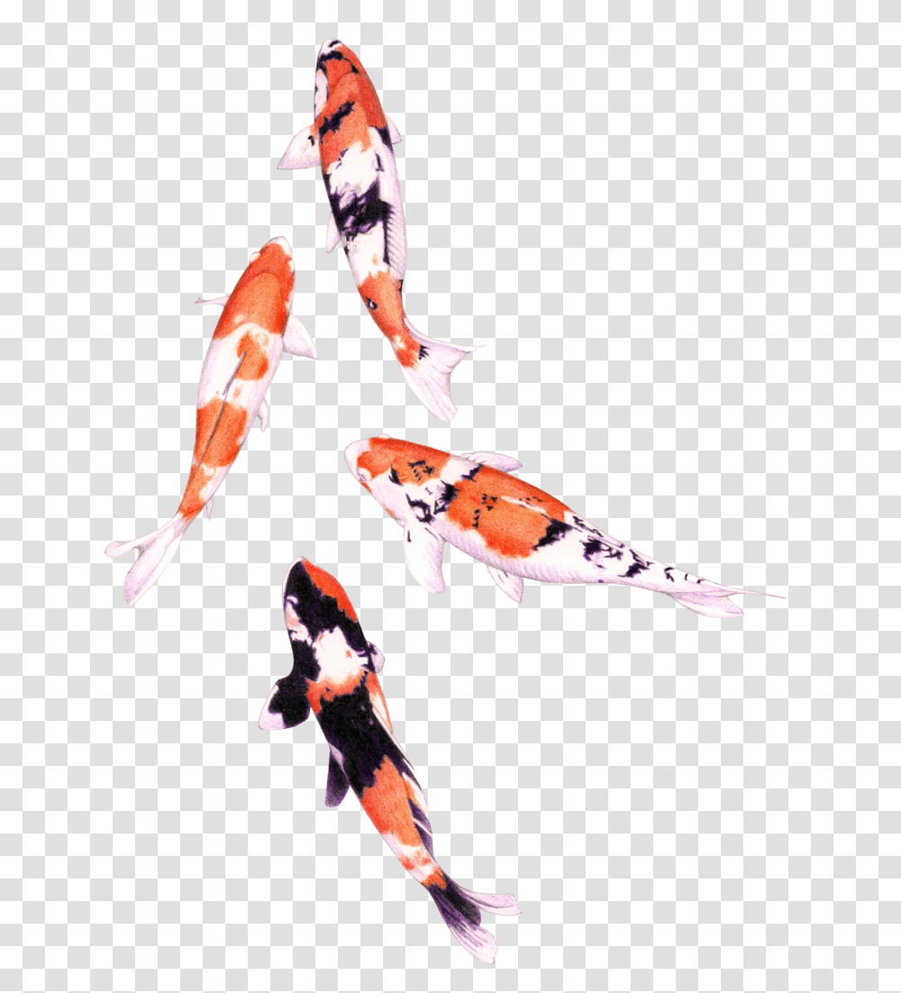 Koi Fish Graphic Royalty Free Stock Colored Pencil Koi Fish, Animal, Carp, Bird, Aquatic Transparent Png