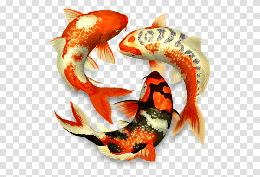 Koi Fish Koi Fish 3d, Animal, Bird, Carp, Goldfish Transparent Png