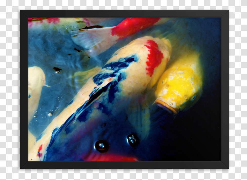Koi Mockup, Fish, Animal, Carp Transparent Png
