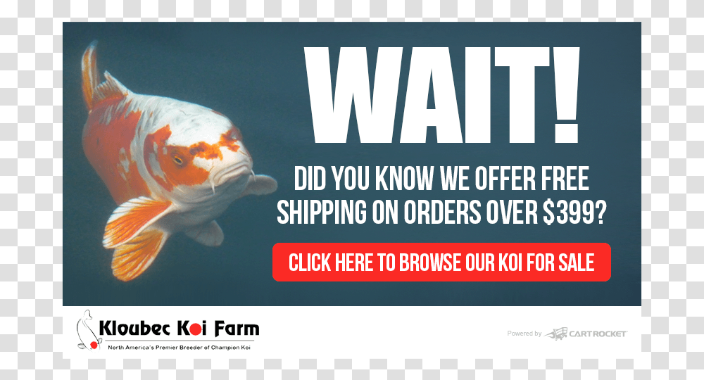 Koi Pond Design, Fish, Animal, Carp, Advertisement Transparent Png