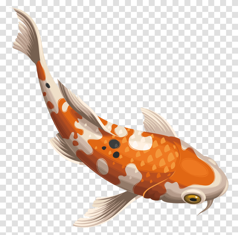 Koifish Koi Fish Koi Fish Vector, Carp, Animal, Bird, Aquatic Transparent Png