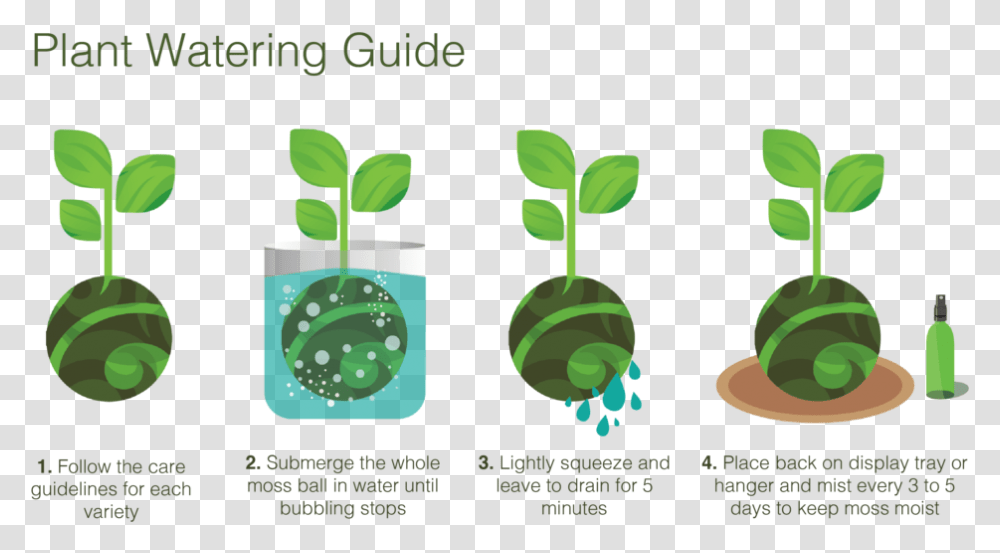 Kokedama Care Guidelines Care For Kokedama, Plant, Tin, Can, Green Transparent Png