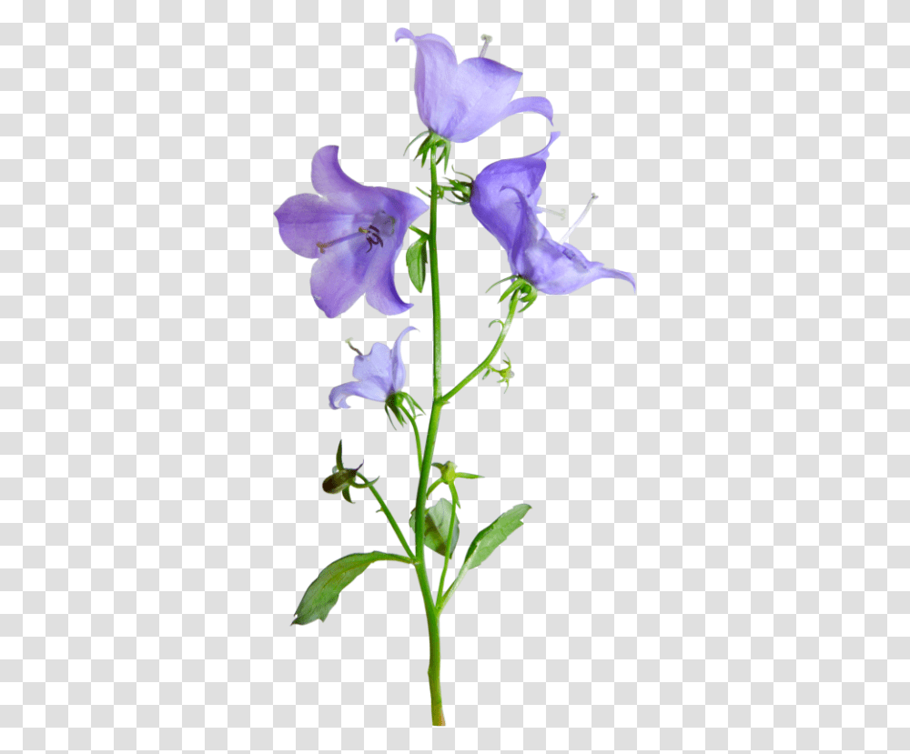 Kolokolchik Cvetok, Plant, Flower, Blossom, Acanthaceae Transparent Png