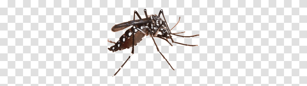 Komar, Insect, Mosquito, Invertebrate, Animal Transparent Png