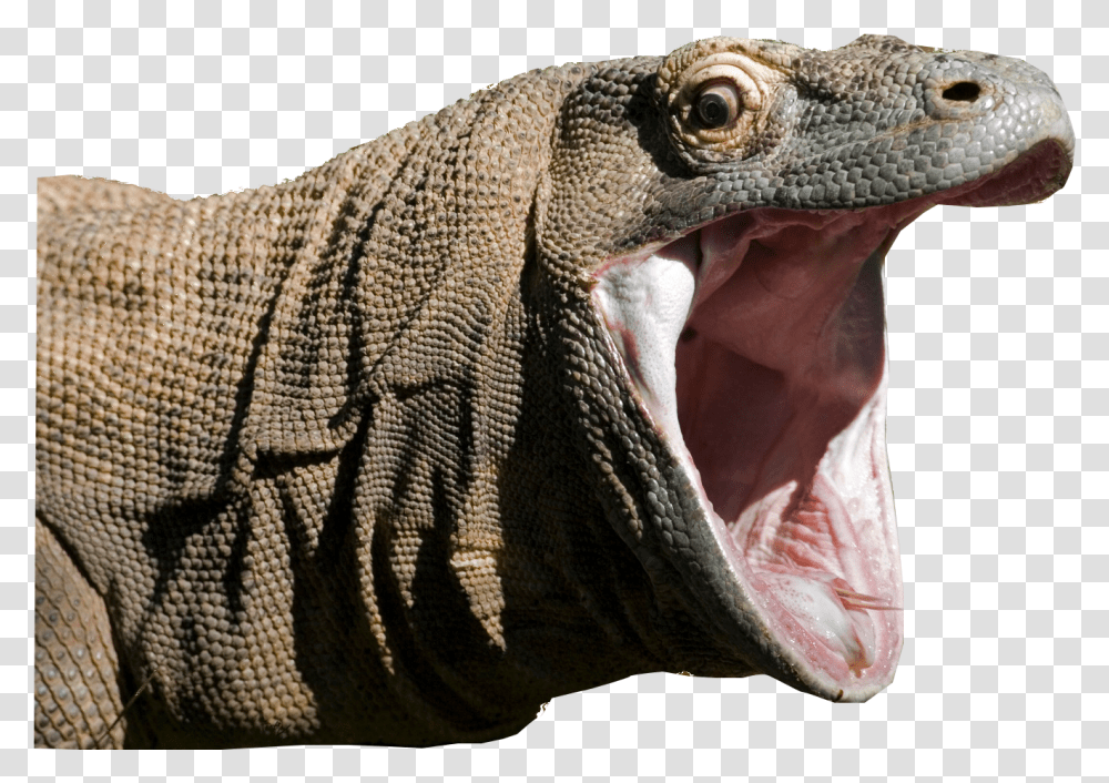 Komodo Dragon Iguana Clipart Komodo Dragon, Lizard, Reptile, Animal, Anole Transparent Png