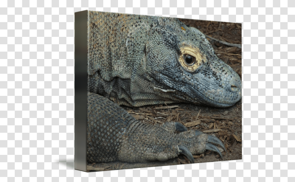 Komodo Dragon Komodo Dragon, Lizard, Reptile, Animal Transparent Png