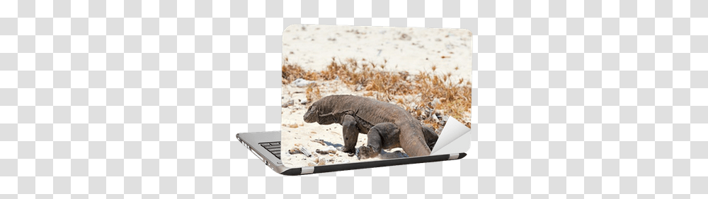 Komodo Dragon Laptop Sticker Pixers Grizzly Bear, Wildlife, Mammal, Animal, Reptile Transparent Png
