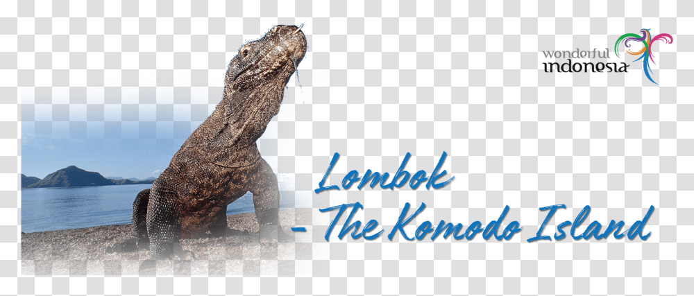 Komodo Dragon, Lizard, Reptile, Animal, Iguana Transparent Png