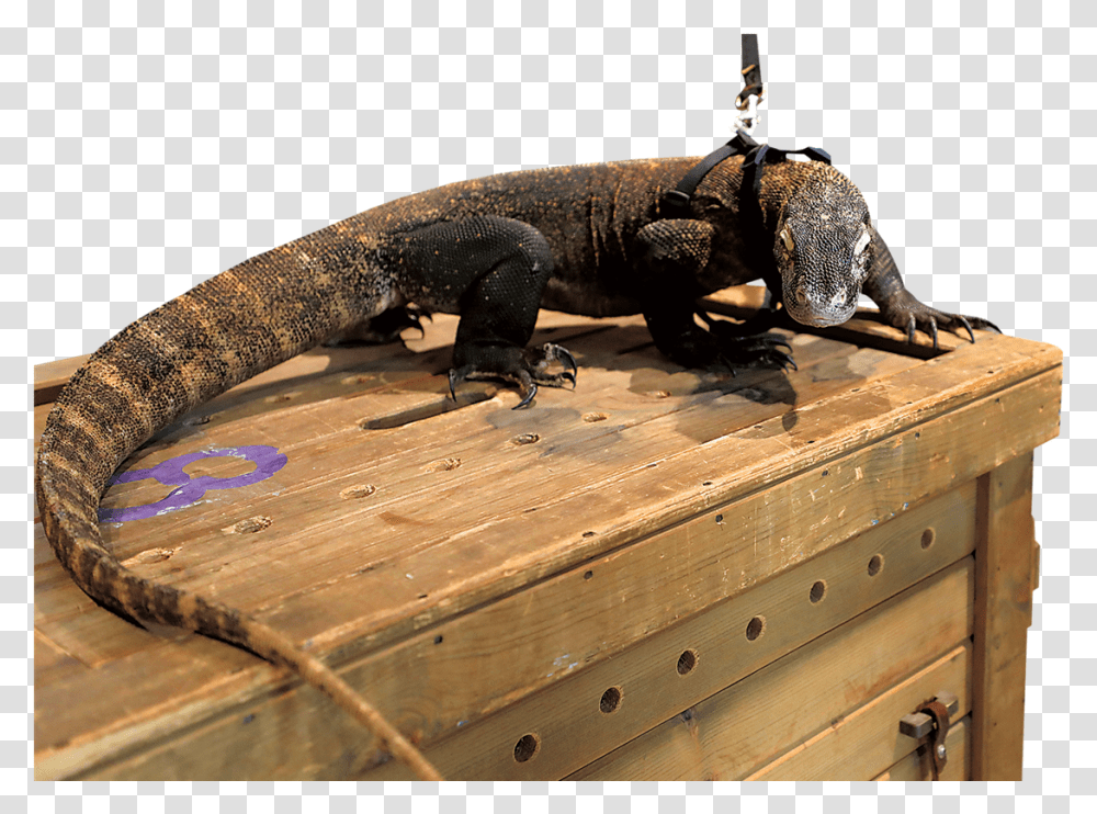 Komodo Dragon, Lizard, Reptile, Animal, Wood Transparent Png
