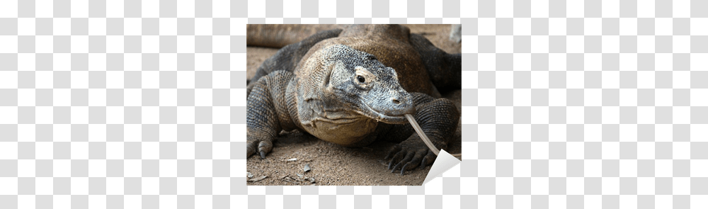 Komodo Dragon Sticker Pixers We Varan Obecny, Animal, Reptile, Lizard, Zoo Transparent Png